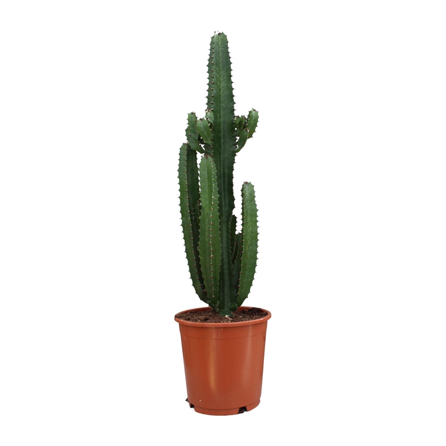 Euphorbia Trigona Rubra en pot Ø24cm  Hauteur 90cm. Plante verte type Euphorbia Trigona Rubra, livrée en pot, idéale pour intérieur lumineux.
