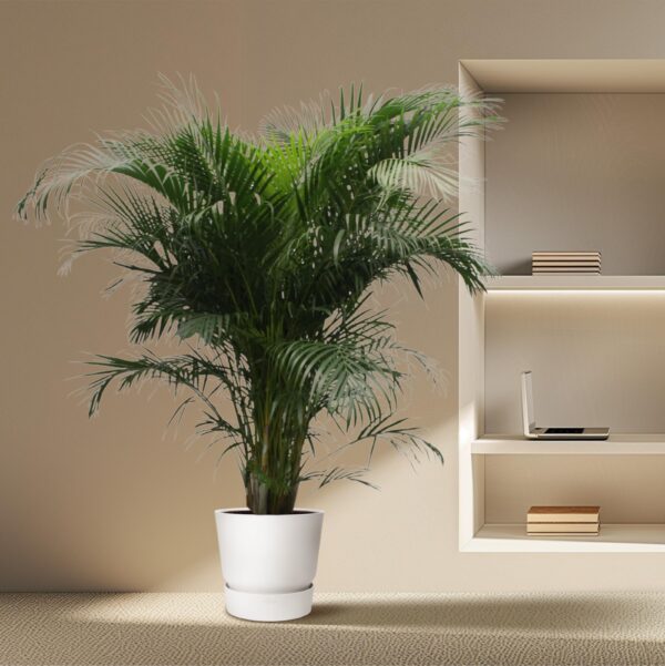 Dypsis Lutescens (Areca Palm) en pot Ø40cm. Plante verte type Dypsis Lutescens (Areca Palm), livrée en pot, idéale pour intérieur lumineux. – Image 4