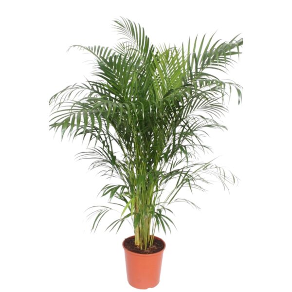 Dypsis Lutescens (Areca Palm) en pot Ø30cm. Plante verte type Dypsis Lutescens (Areca Palm), livrée en pot, idéale pour intérieur lumineux.