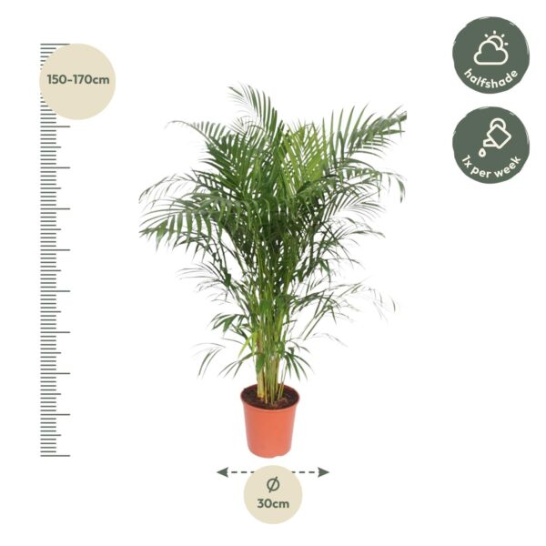 Dypsis Lutescens (Areca Palm) en pot Ø30cm. Plante verte type Dypsis Lutescens (Areca Palm), livrée en pot, idéale pour intérieur lumineux. – Image 2