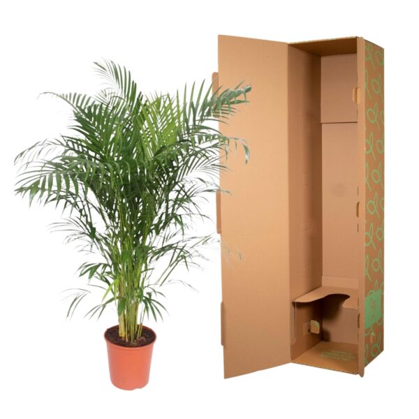 Dypsis Lutescens (Areca Palm) en pot Ø30cm. Plante verte type Dypsis Lutescens (Areca Palm), livrée en pot, idéale pour intérieur lumineux. – Image 3