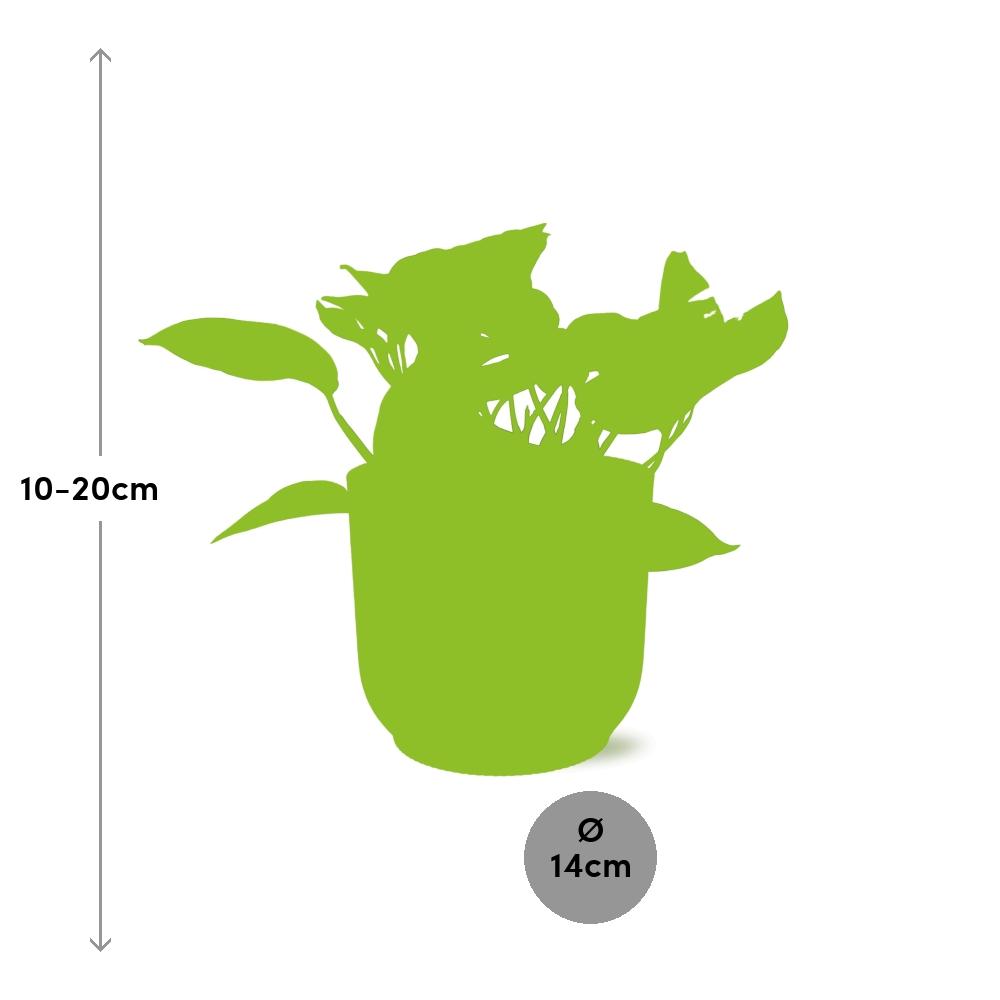 Scindapsus (Epipremnum) Marble Queen in ELHO Vibes Fold 14cm geel en pot. Plante verte type Scindapsus (Epipremnum) Marble Queen in ELHO Vibes Fold 14cm geel, livrée en pot, idéale pour intérieur lumineux. – Image 3
