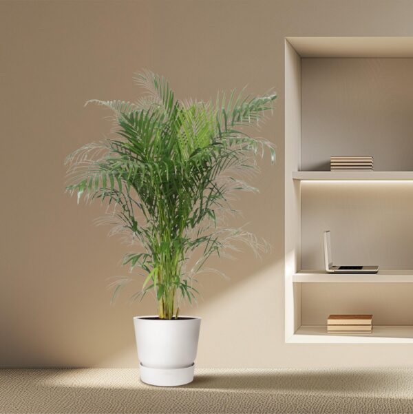 Dypsis Lutescens (Areca Palm) en pot Ø30cm. Plante verte type Dypsis Lutescens (Areca Palm), livrée en pot, idéale pour intérieur lumineux. – Image 4