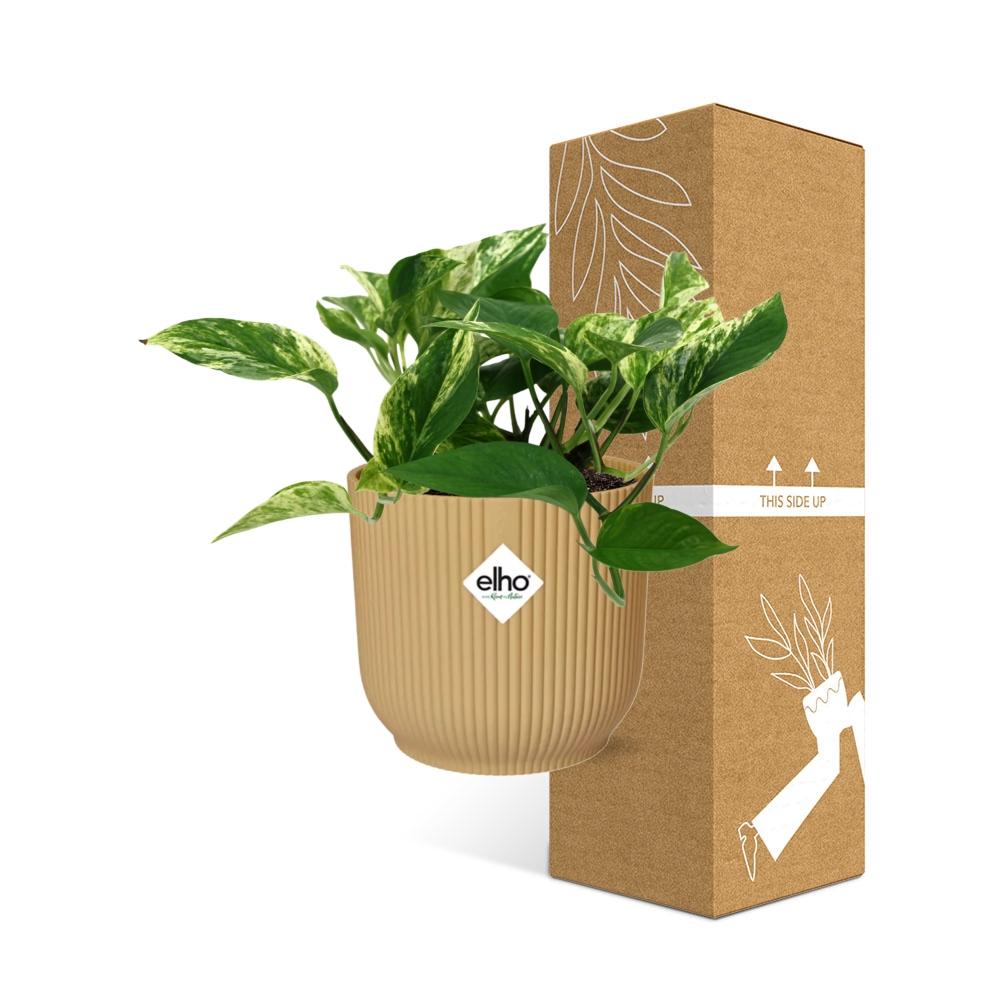 Scindapsus (Epipremnum) Marble Queen in ELHO Vibes Fold 14cm geel en pot. Plante verte type Scindapsus (Epipremnum) Marble Queen in ELHO Vibes Fold 14cm geel, livrée en pot, idéale pour intérieur lumineux. – Image 4