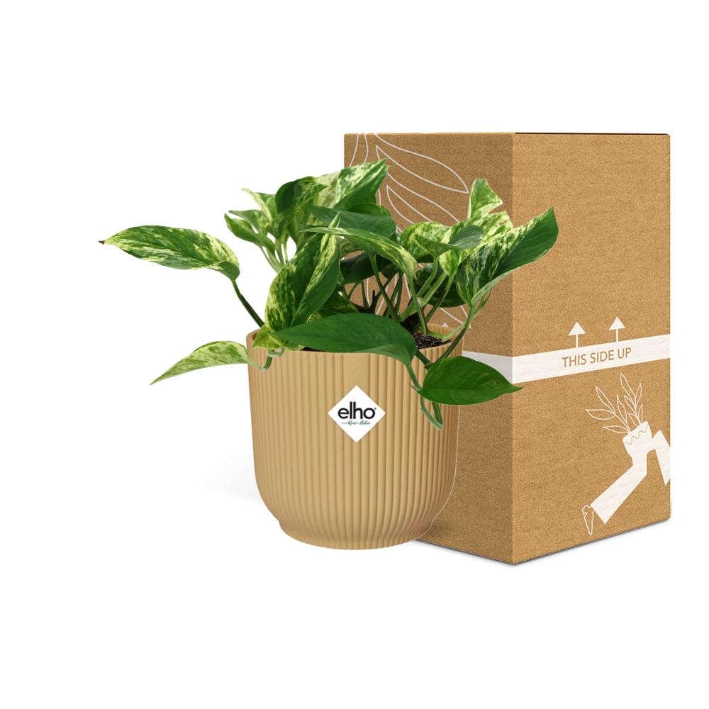 Scindapsus (Epipremnum) Marble Queen in ELHO Vibes Fold 14cm geel en pot. Plante verte type Scindapsus (Epipremnum) Marble Queen in ELHO Vibes Fold 14cm geel, livrée en pot, idéale pour intérieur lumineux. – Image 5