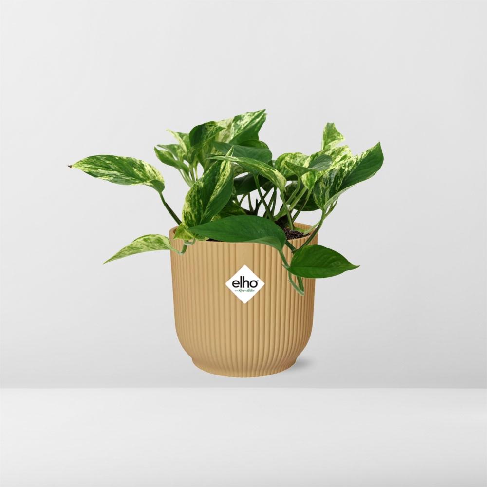Scindapsus (Epipremnum) Marble Queen in ELHO Vibes Fold 14cm geel en pot. Plante verte type Scindapsus (Epipremnum) Marble Queen in ELHO Vibes Fold 14cm geel, livrée en pot, idéale pour intérieur lumineux. – Image 6