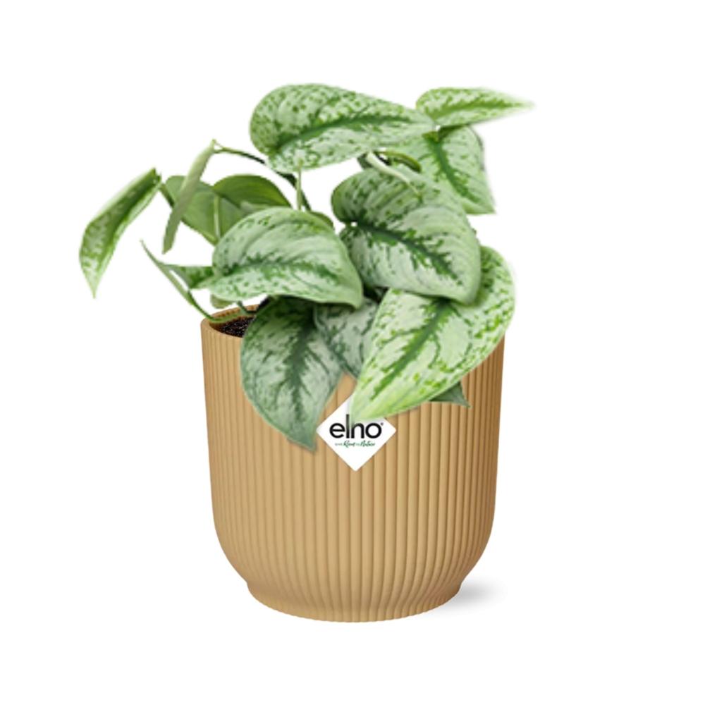 Scindapsus Pictus Trebie in ELHO Vibes Fold 14cm geel en pot. Plante verte type Scindapsus Pictus Trebie in ELHO Vibes Fold 14cm geel, livrée en pot, idéale pour intérieur lumineux. – Image 2