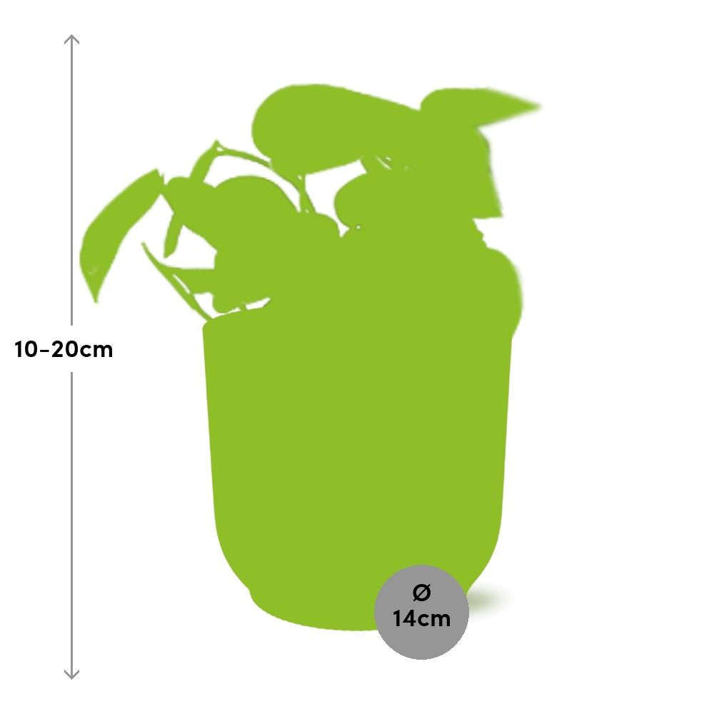 Scindapsus Pictus Trebie in ELHO Vibes Fold 14cm geel en pot. Plante verte type Scindapsus Pictus Trebie in ELHO Vibes Fold 14cm geel, livrée en pot, idéale pour intérieur lumineux. – Image 3
