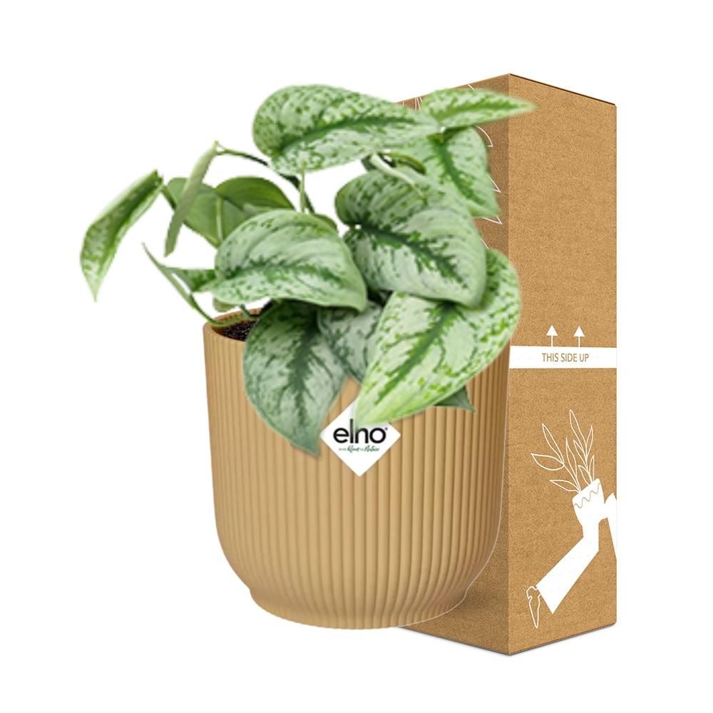 Scindapsus Pictus Trebie in ELHO Vibes Fold 14cm geel en pot. Plante verte type Scindapsus Pictus Trebie in ELHO Vibes Fold 14cm geel, livrée en pot, idéale pour intérieur lumineux. – Image 4
