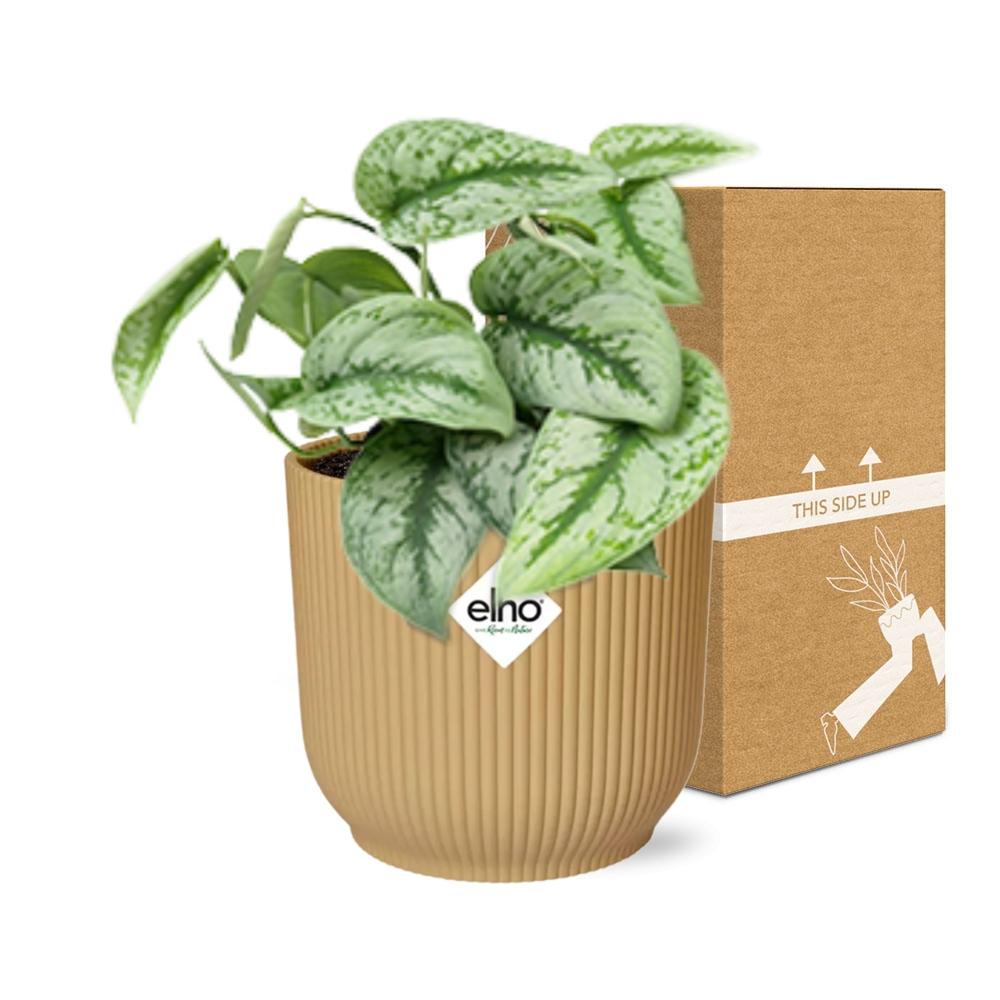 Scindapsus Pictus Trebie in ELHO Vibes Fold 14cm geel en pot. Plante verte type Scindapsus Pictus Trebie in ELHO Vibes Fold 14cm geel, livrée en pot, idéale pour intérieur lumineux. – Image 5