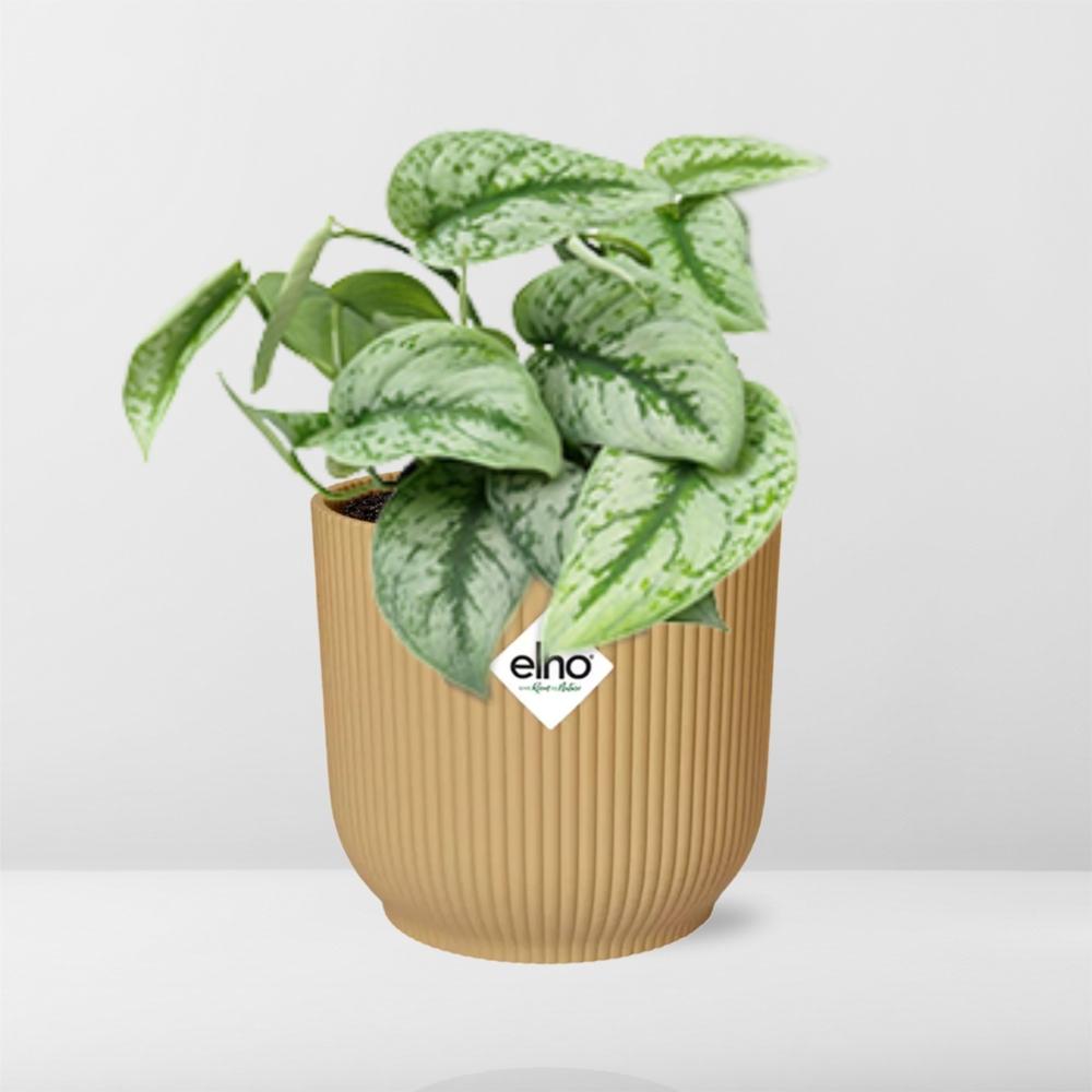 Scindapsus Pictus Trebie in ELHO Vibes Fold 14cm geel en pot. Plante verte type Scindapsus Pictus Trebie in ELHO Vibes Fold 14cm geel, livrée en pot, idéale pour intérieur lumineux. – Image 6