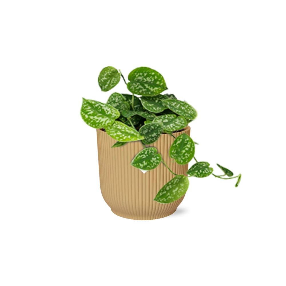 Scindapsus Pictus Argyraeus in ELHO Vibes Fold 14cm geel en pot. Plante verte type Scindapsus Pictus Argyraeus in ELHO Vibes Fold 14cm geel, livrée en pot, idéale pour intérieur lumineux. – Image 2