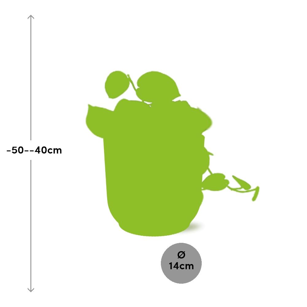 Scindapsus Pictus Argyraeus in ELHO Vibes Fold 14cm geel en pot. Plante verte type Scindapsus Pictus Argyraeus in ELHO Vibes Fold 14cm geel, livrée en pot, idéale pour intérieur lumineux. – Image 3