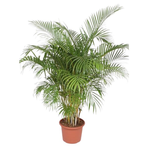 Dypsis Lutescens (Areca Palm) en pot Ø40cm. Plante verte type Dypsis Lutescens (Areca Palm), livrée en pot, idéale pour intérieur lumineux.