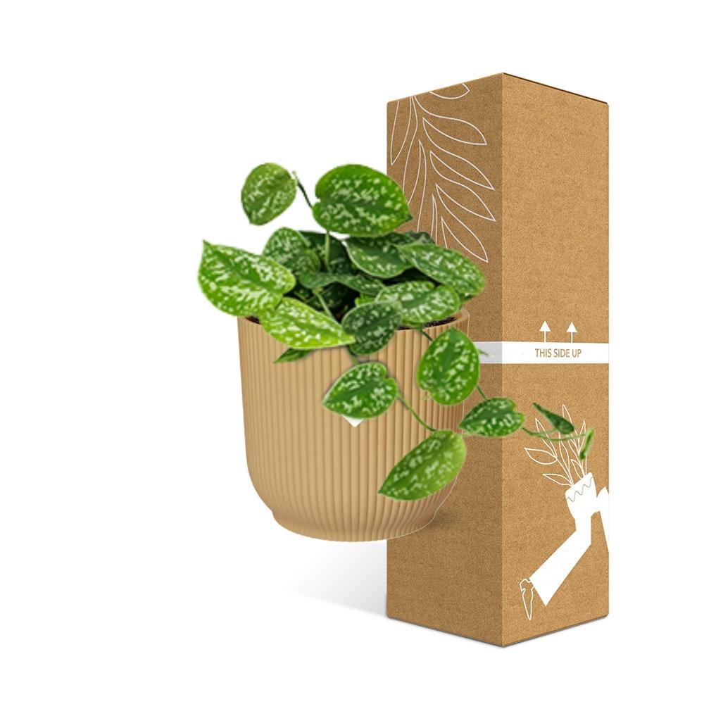 Scindapsus Pictus Argyraeus in ELHO Vibes Fold 14cm geel en pot. Plante verte type Scindapsus Pictus Argyraeus in ELHO Vibes Fold 14cm geel, livrée en pot, idéale pour intérieur lumineux. – Image 4