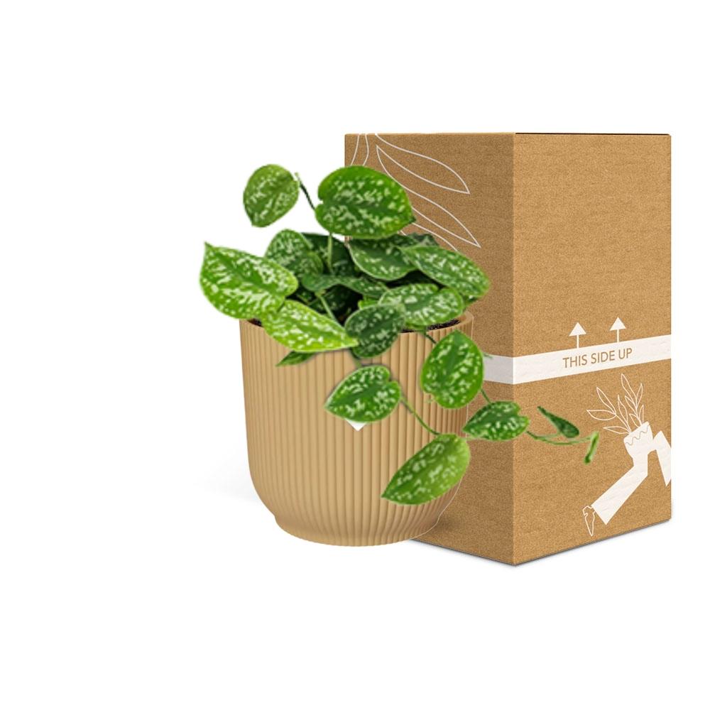 Scindapsus Pictus Argyraeus in ELHO Vibes Fold 14cm geel en pot. Plante verte type Scindapsus Pictus Argyraeus in ELHO Vibes Fold 14cm geel, livrée en pot, idéale pour intérieur lumineux. – Image 5