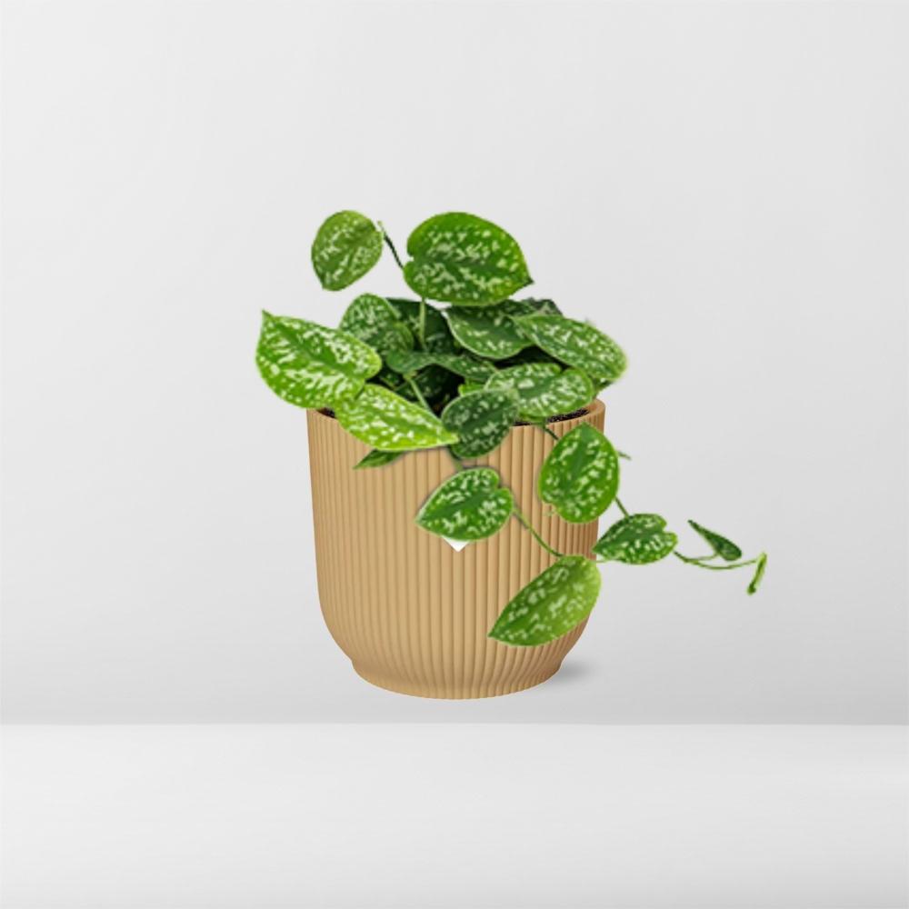 Scindapsus Pictus Argyraeus in ELHO Vibes Fold 14cm geel en pot. Plante verte type Scindapsus Pictus Argyraeus in ELHO Vibes Fold 14cm geel, livrée en pot, idéale pour intérieur lumineux. – Image 6