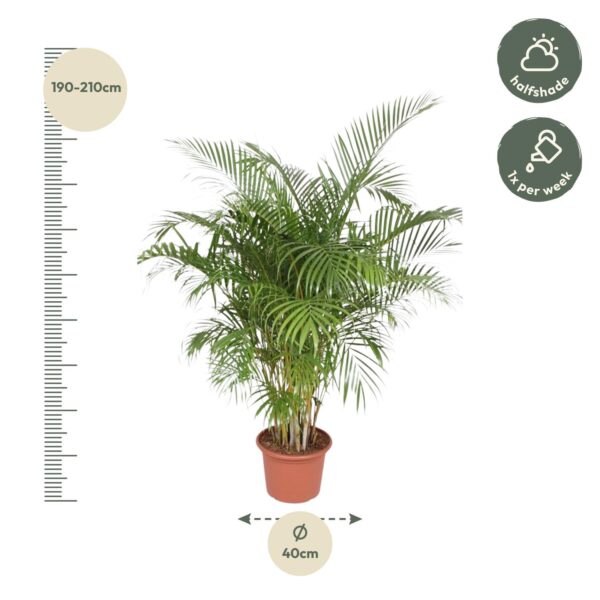 Dypsis Lutescens (Areca Palm) en pot Ø40cm. Plante verte type Dypsis Lutescens (Areca Palm), livrée en pot, idéale pour intérieur lumineux. – Image 2