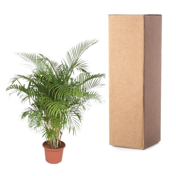 Dypsis Lutescens (Areca Palm) en pot Ø40cm. Plante verte type Dypsis Lutescens (Areca Palm), livrée en pot, idéale pour intérieur lumineux. – Image 3