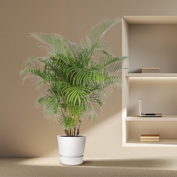 Dypsis Lutescens (Areca Palm) en pot Ø40cm. Plante verte type Dypsis Lutescens (Areca Palm), livrée en pot, idéale pour intérieur lumineux. – Image 4