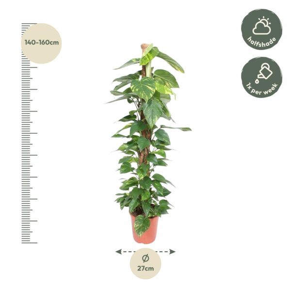 Epipremnum Aureum mosstok en pot Ø27cm. Plante verte type Epipremnum Aureum mosstok, livrée en pot, idéale pour intérieur lumineux. – Image 2