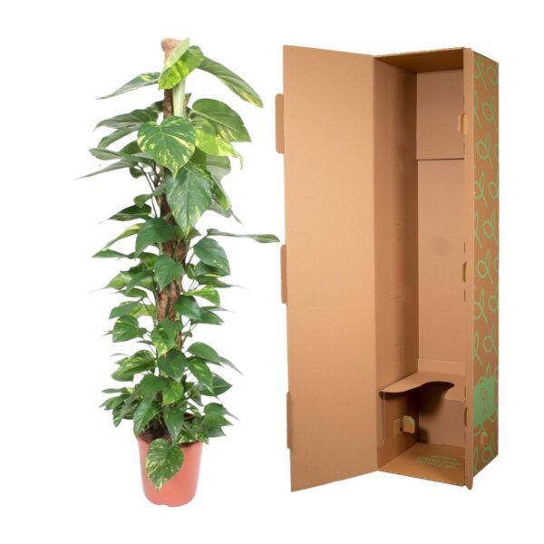 Epipremnum Aureum mosstok en pot Ø27cm. Plante verte type Epipremnum Aureum mosstok, livrée en pot, idéale pour intérieur lumineux. – Image 3