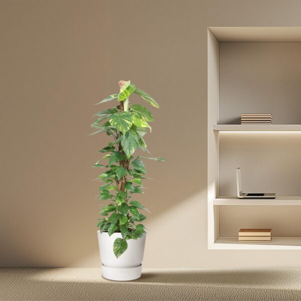 Epipremnum Aureum mosstok en pot Ø27cm. Plante verte type Epipremnum Aureum mosstok, livrée en pot, idéale pour intérieur lumineux. – Image 4