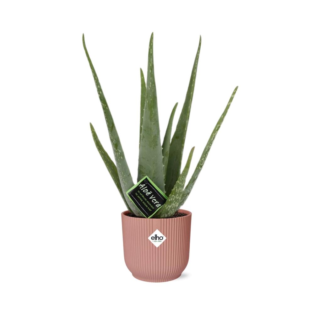 Aloe Vera 12cm in ELHO Vibes Fold 14cm roze en pot. Plante verte type Aloe Vera 12cm in ELHO Vibes Fold 14cm roze, livrée en pot, idéale pour intérieur lumineux. – Image 2
