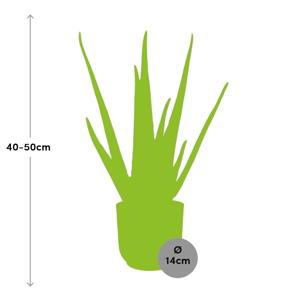 Aloe Vera 12cm in ELHO Vibes Fold 14cm roze en pot. Plante verte type Aloe Vera 12cm in ELHO Vibes Fold 14cm roze, livrée en pot, idéale pour intérieur lumineux. – Image 3