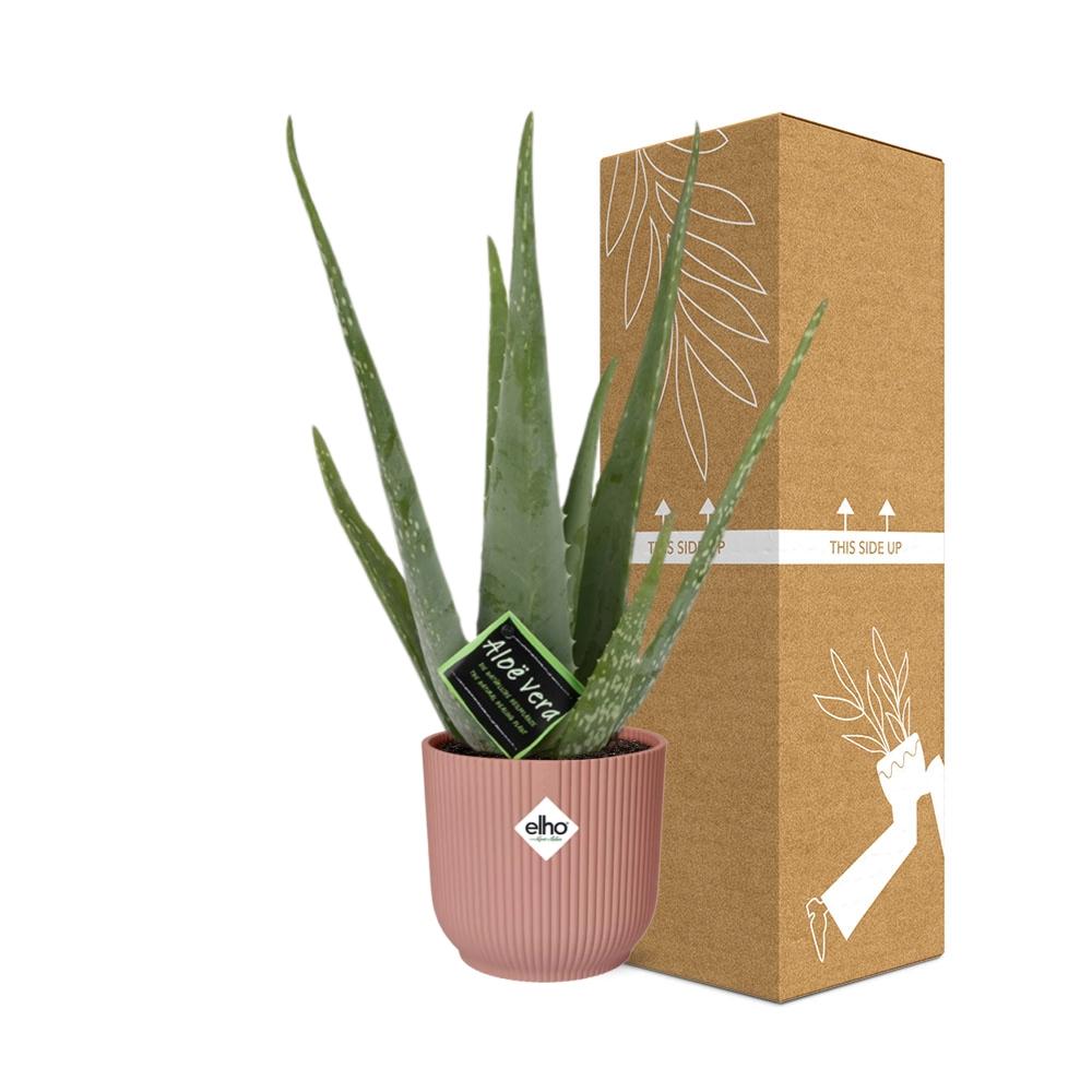 Aloe Vera 12cm in ELHO Vibes Fold 14cm roze en pot. Plante verte type Aloe Vera 12cm in ELHO Vibes Fold 14cm roze, livrée en pot, idéale pour intérieur lumineux. – Image 4