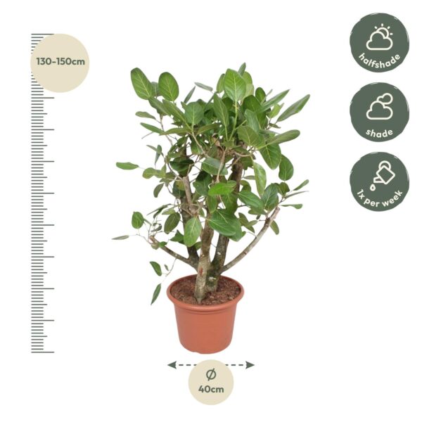 Ficus Benghalensis vertakt en pot Ø40cm. Plante verte type Ficus Benghalensis vertakt, livrée en pot, idéale pour intérieur lumineux. – Image 2