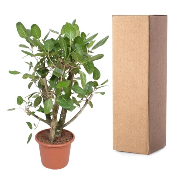 Ficus Benghalensis vertakt en pot Ø40cm. Plante verte type Ficus Benghalensis vertakt, livrée en pot, idéale pour intérieur lumineux. – Image 3