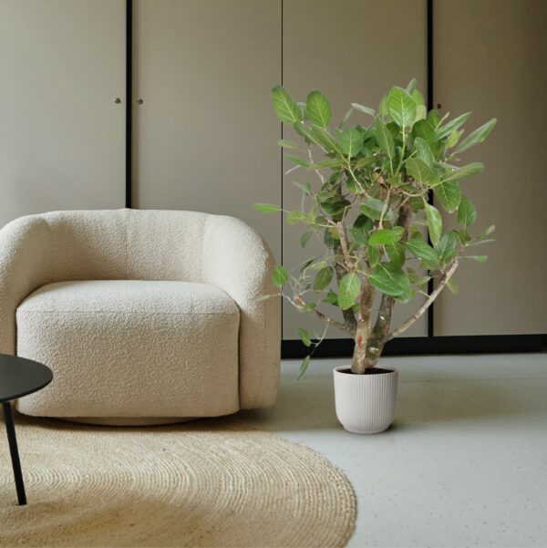 Ficus Benghalensis vertakt en pot Ø40cm. Plante verte type Ficus Benghalensis vertakt, livrée en pot, idéale pour intérieur lumineux. – Image 4