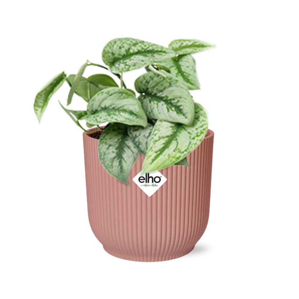 Scindapsus Pictus Trebie in ELHO Vibes Fold 14cm roze en pot. Plante verte type Scindapsus Pictus Trebie in ELHO Vibes Fold 14cm roze, livrée en pot, idéale pour intérieur lumineux. – Image 2