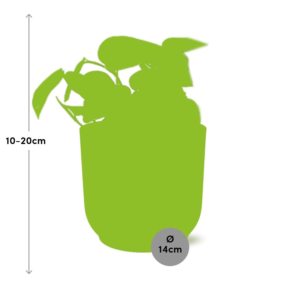 Scindapsus Pictus Trebie in ELHO Vibes Fold 14cm roze en pot. Plante verte type Scindapsus Pictus Trebie in ELHO Vibes Fold 14cm roze, livrée en pot, idéale pour intérieur lumineux. – Image 3