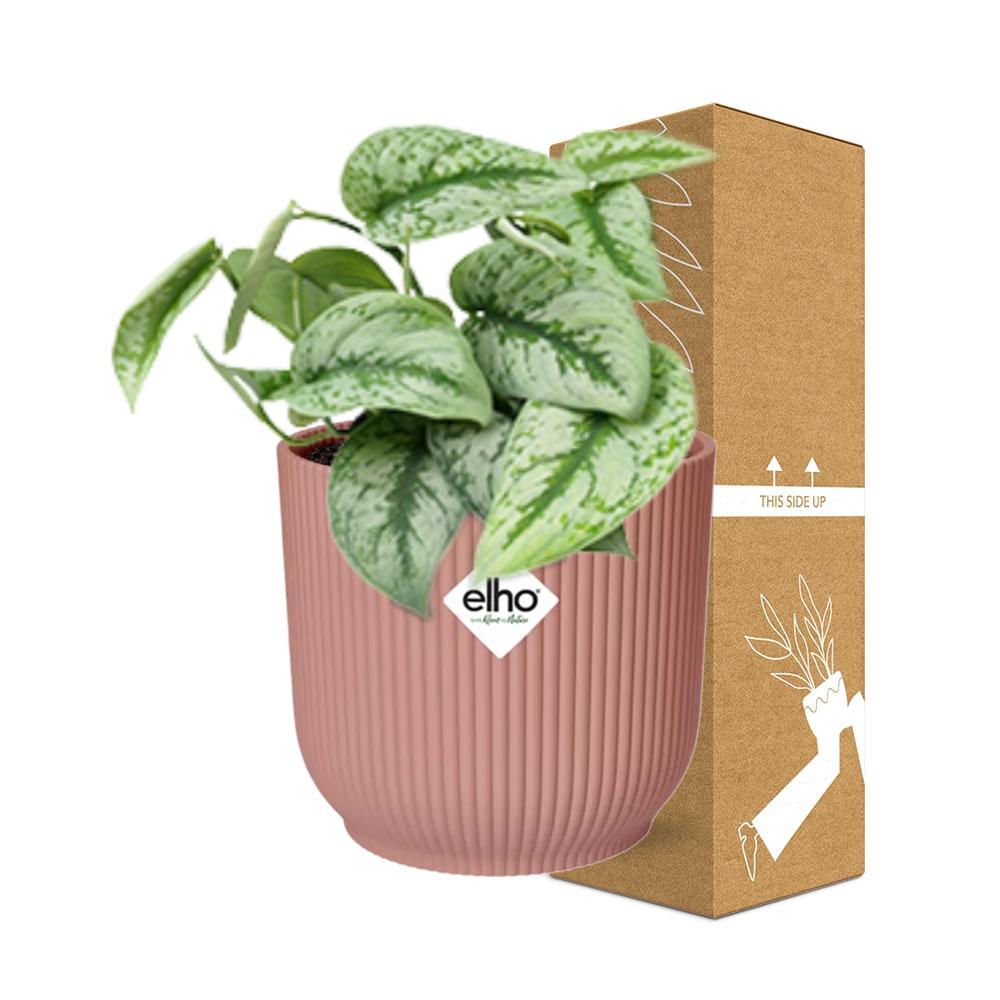 Scindapsus Pictus Trebie in ELHO Vibes Fold 14cm roze en pot. Plante verte type Scindapsus Pictus Trebie in ELHO Vibes Fold 14cm roze, livrée en pot, idéale pour intérieur lumineux. – Image 4