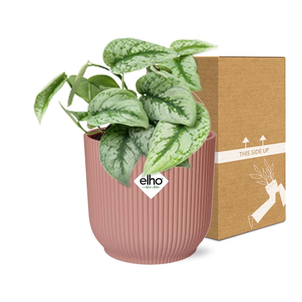 Scindapsus Pictus Trebie in ELHO Vibes Fold 14cm roze en pot. Plante verte type Scindapsus Pictus Trebie in ELHO Vibes Fold 14cm roze, livrée en pot, idéale pour intérieur lumineux. – Image 5