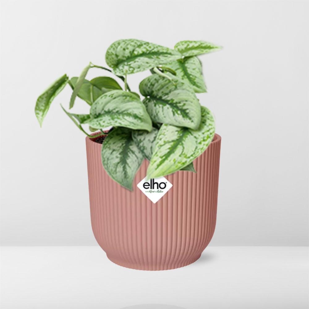 Scindapsus Pictus Trebie in ELHO Vibes Fold 14cm roze en pot. Plante verte type Scindapsus Pictus Trebie in ELHO Vibes Fold 14cm roze, livrée en pot, idéale pour intérieur lumineux. – Image 6