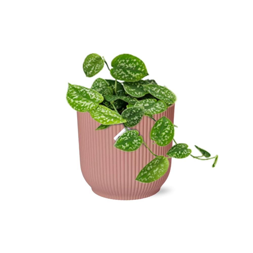 Scindapsus Pictus Argyraeus in ELHO Vibes Fold 14cm roze en pot. Plante verte type Scindapsus Pictus Argyraeus in ELHO Vibes Fold 14cm roze, livrée en pot, idéale pour intérieur lumineux. – Image 2