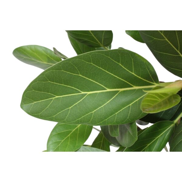 Ficus Benghalensis vertakt en pot Ø40cm. Plante verte type Ficus Benghalensis vertakt, livrée en pot, idéale pour intérieur lumineux. – Image 5