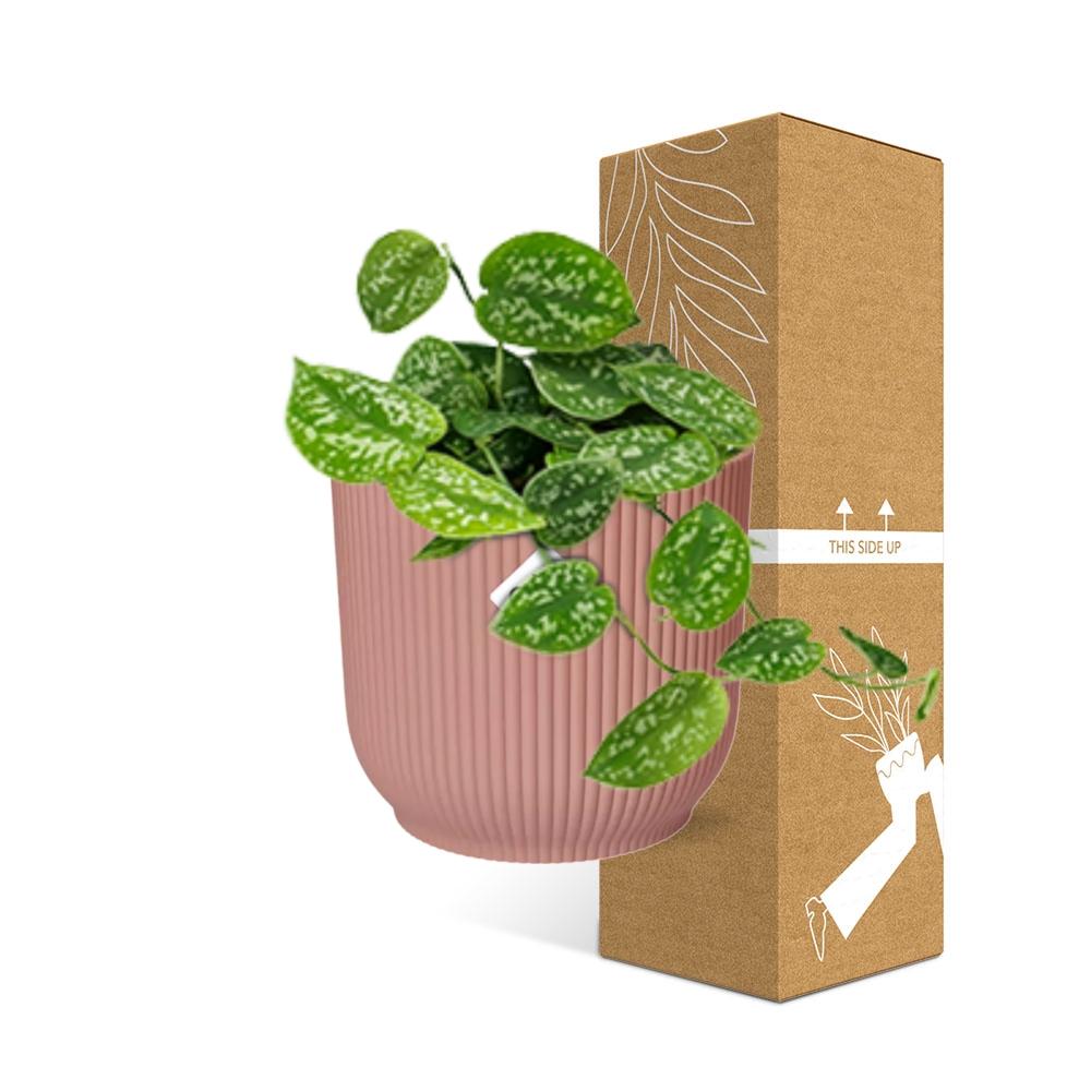 Scindapsus Pictus Argyraeus in ELHO Vibes Fold 14cm roze en pot. Plante verte type Scindapsus Pictus Argyraeus in ELHO Vibes Fold 14cm roze, livrée en pot, idéale pour intérieur lumineux. – Image 4