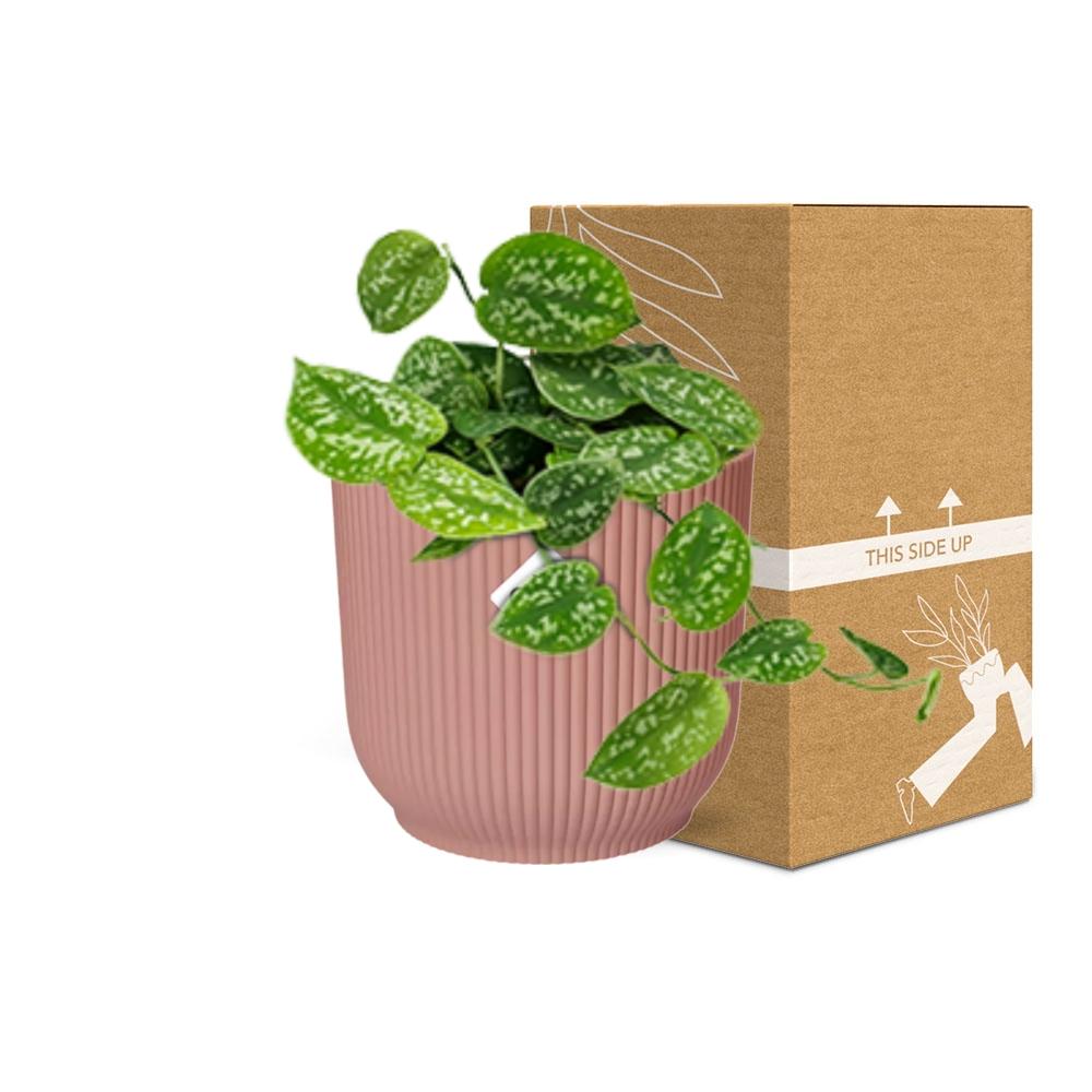 Scindapsus Pictus Argyraeus in ELHO Vibes Fold 14cm roze en pot. Plante verte type Scindapsus Pictus Argyraeus in ELHO Vibes Fold 14cm roze, livrée en pot, idéale pour intérieur lumineux. – Image 5