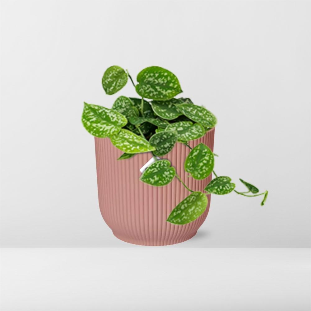Scindapsus Pictus Argyraeus in ELHO Vibes Fold 14cm roze en pot. Plante verte type Scindapsus Pictus Argyraeus in ELHO Vibes Fold 14cm roze, livrée en pot, idéale pour intérieur lumineux. – Image 6