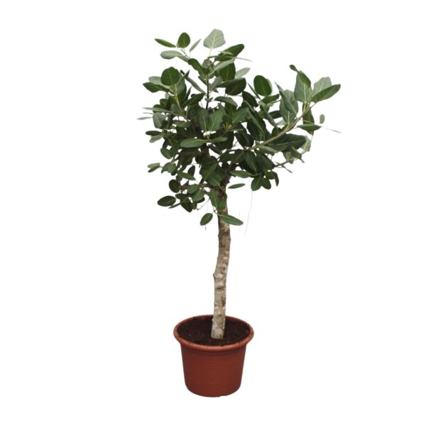 Ficus Benghalensis boom en pot Ø50cm. Plante verte type Ficus Benghalensis boom, livrée en pot, idéale pour intérieur lumineux.