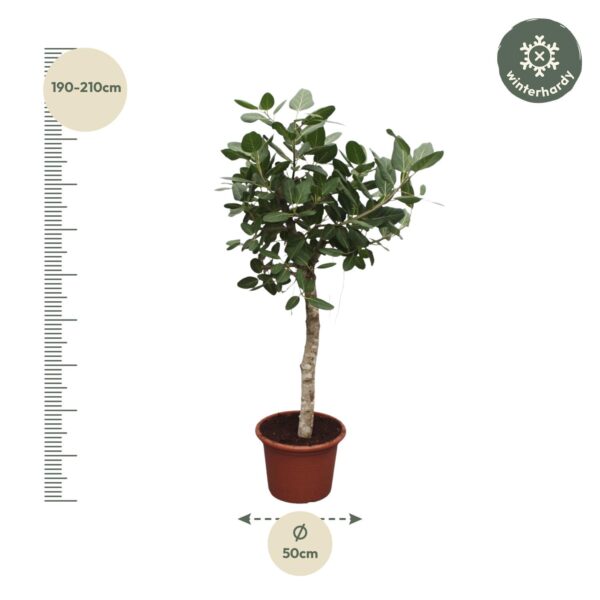 Ficus Benghalensis boom en pot Ø50cm. Plante verte type Ficus Benghalensis boom, livrée en pot, idéale pour intérieur lumineux. – Image 2