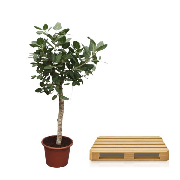 Ficus Benghalensis boom en pot Ø50cm. Plante verte type Ficus Benghalensis boom, livrée en pot, idéale pour intérieur lumineux. – Image 3