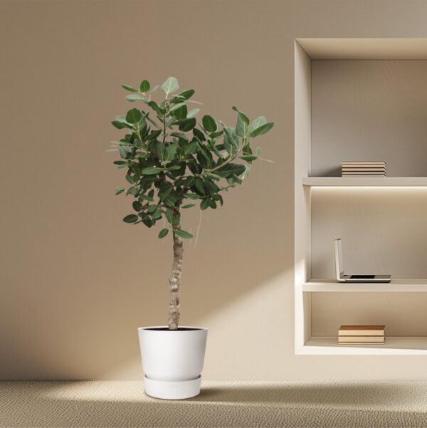 Ficus Benghalensis boom en pot Ø50cm. Plante verte type Ficus Benghalensis boom, livrée en pot, idéale pour intérieur lumineux. – Image 4