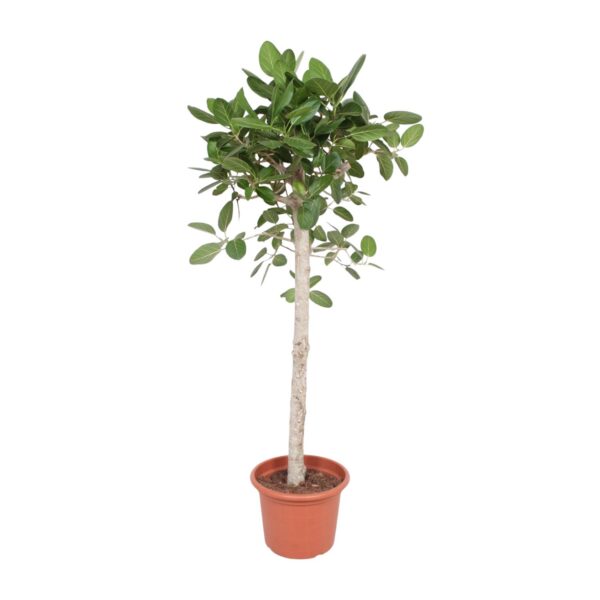 Ficus Benghalensis boom en pot Ø40cm. Plante verte type Ficus Benghalensis boom, livrée en pot, idéale pour intérieur lumineux.