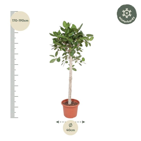 Ficus Benghalensis boom en pot Ø40cm. Plante verte type Ficus Benghalensis boom, livrée en pot, idéale pour intérieur lumineux. – Image 2