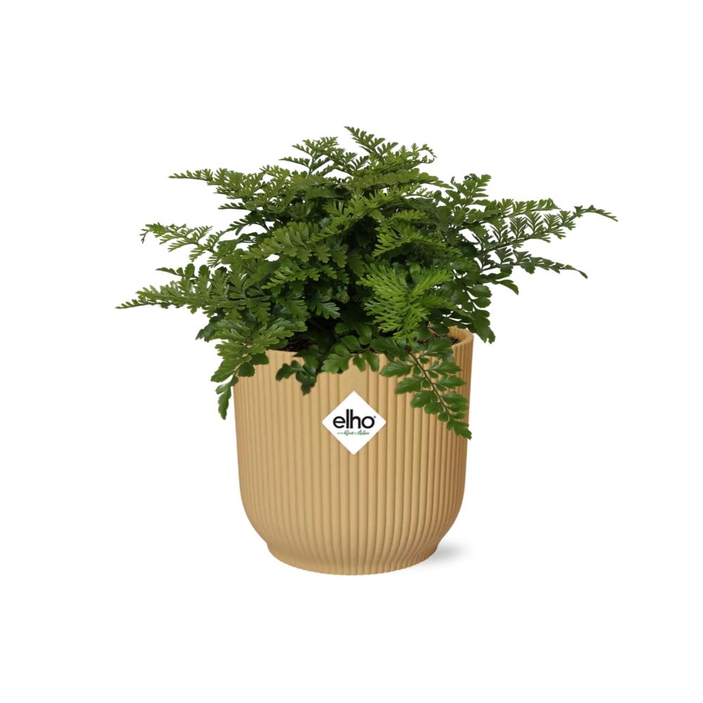 Asplenium Parvati in ELHO Vibes Fold 14cm geel en pot. Plante verte type Asplenium Parvati in ELHO Vibes Fold 14cm geel, livrée en pot, idéale pour intérieur lumineux. – Image 2